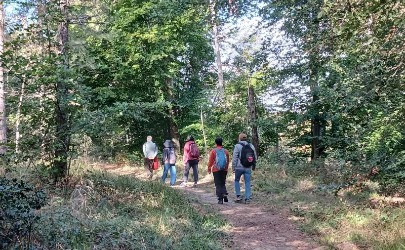 Randonneurs sur un sentier ensoleillé de la forêt de Fontainebleau