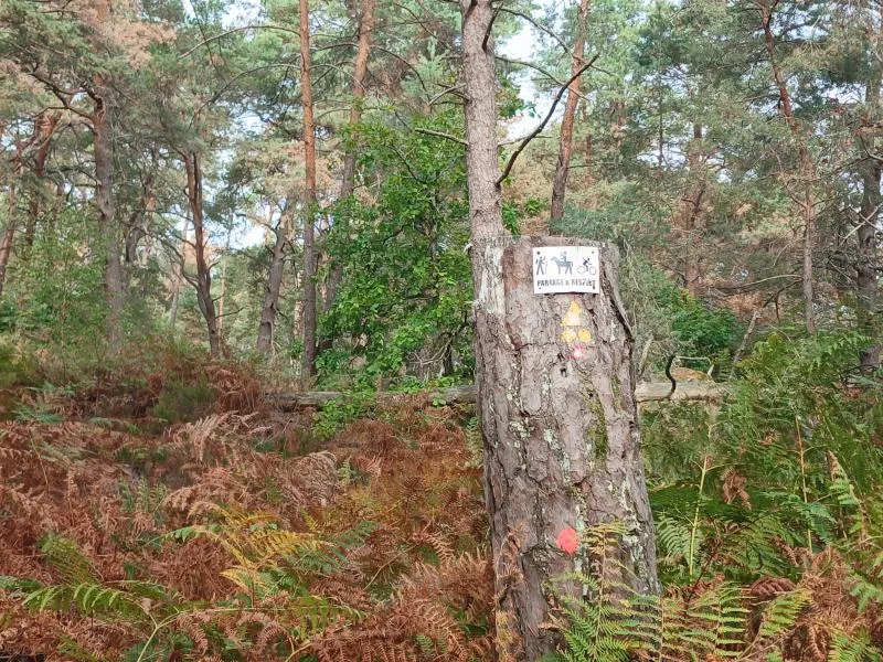 Balisage au milieu des fougères